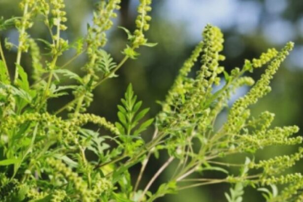 ambrozia face ravagii in arad oamenii au luat cu asalt cabinetele de alergologie 68aec1677b39d