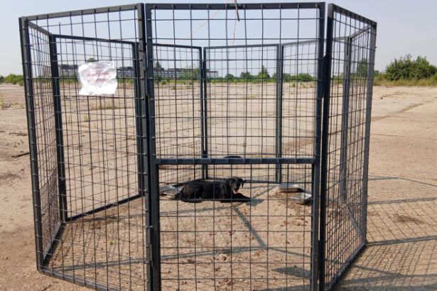 aspa foloseste o noua metoda de capturare a cainilor fara stapan in bucuresti ce este tarcul capcana 68973b108a81f