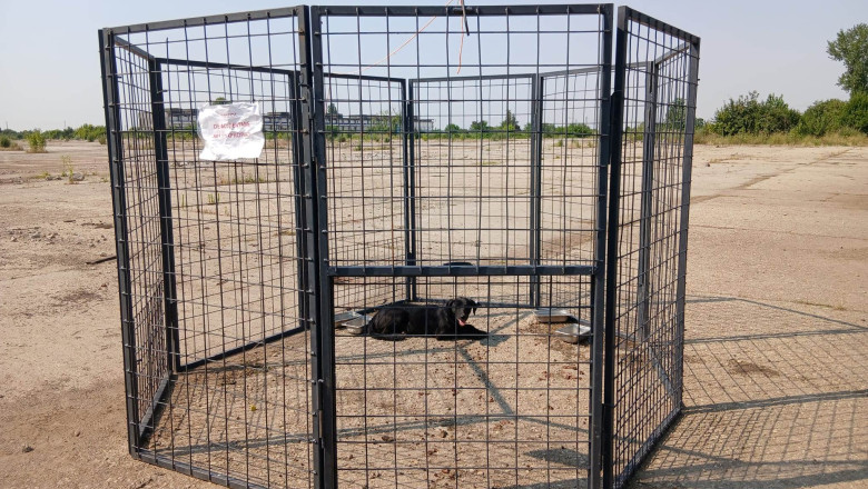 aspa foloseste o noua metoda de capturare a cainilor fara stapan in bucuresti ce este tarcul capcana 68973b108a81f