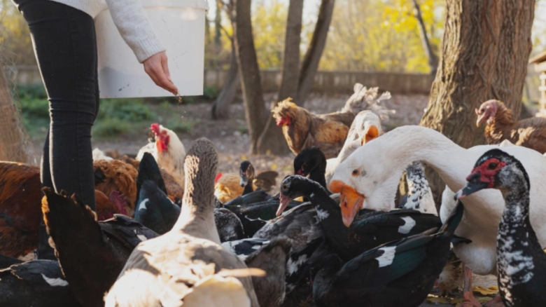 cate animale poti creste in curtea casei fara sa incalci legea reguli ascunse pe care putini le stiu 68a6c54498a70