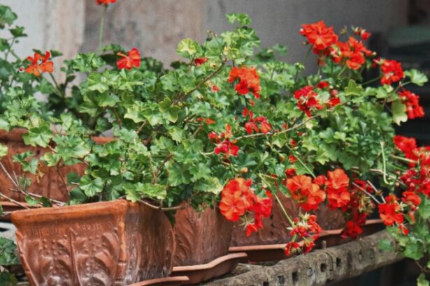 cum sa ai muscate inflorite pentru mult timp cel mai prielnic loc 68ac0c1b1ae3e