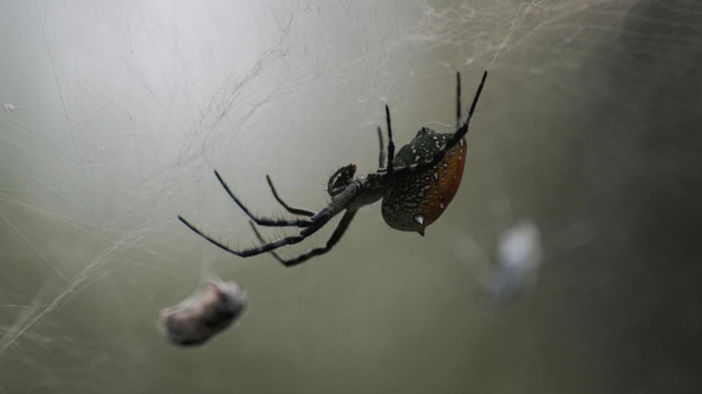 cum sa alungi paianjenii din casa folosind metode naturale 68a61b912aefb