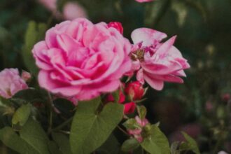 de ce se usuca tufele de trandafiri ce trebuie sa faci ca sa si revina 68a3622b3a013