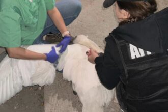 doua lebede au fost salvate din curtea unor indivizi care le au furat de pe raul arges video 68aeff5392848