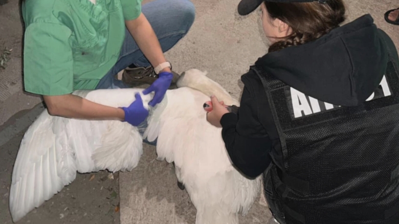 doua lebede au fost salvate din curtea unor indivizi care le au furat de pe raul arges video 68aeff5392848