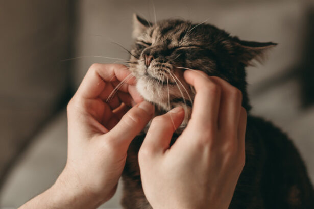 foto ziua internationala a pisicii sarbatorita astazi in intreaga lume romanii sunt cei mai mari iubitori din ue ai acestor feline 68974ee01b2c0