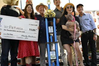 galerie foto un bulldog francez fara par a fost declarat cel mai urat caine din lume petunia a castigat un premiu de 5 000 de dolari 689763e9c38c1