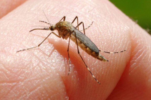 inca o persoana ucisa in italia de west nile la cat a ajuns bilantul total al celor care au murit din cauza temutului virus 6890f1fd12607