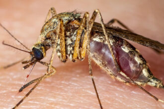 italia 12 morti in urma infectarii cu virusul west nile 6892507584923