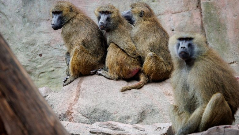 masacrul babuinilor din nurnberg gradina zoologica germana a hranit leii cu carnea primatelor sacrificate 6890f36ad064e