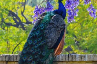 o descoperire remarcabila arata ca paunii isi pot tranforma penele in adevarate lasere 68a4c16149cf4