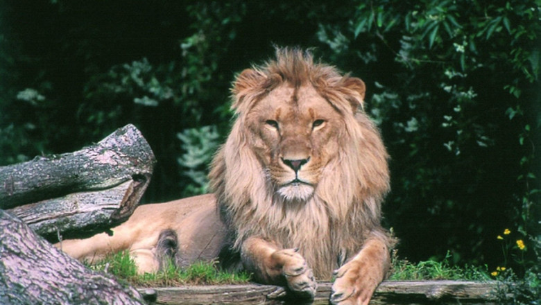 o gradina zoologica din danemarca face apel catre oameni sa i doneze animalele de companie pentru a si hrani pradatorii cu ele 6891a12277583