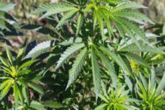 studiu socant consumul de canabis pentru depresie poate deschide usa paranoiei 68af5beb4e995