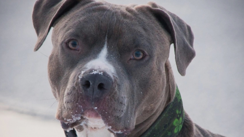 tanara de 26 de ani atacata de un caine amstaff pe strada proprietarul amendat si cercetat penal 68b31ffb0a045