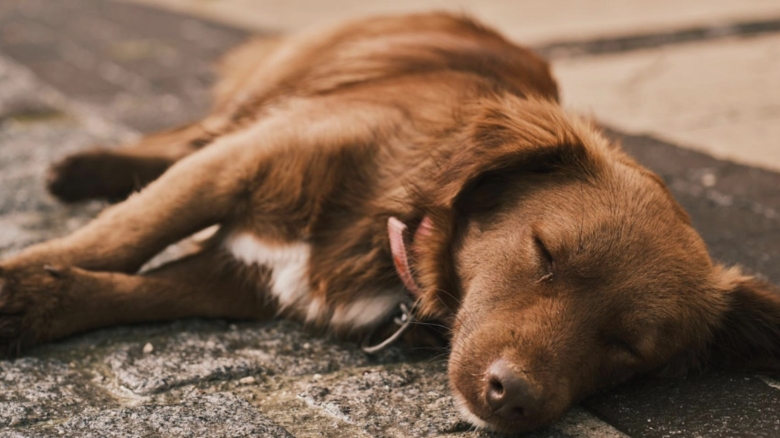 un barbat din giurgiu retinut dupa ce a ucis cainele unei vecine cu o bata s a enervat dupa ce i a mancat o pasare 68a6cd5c48b75