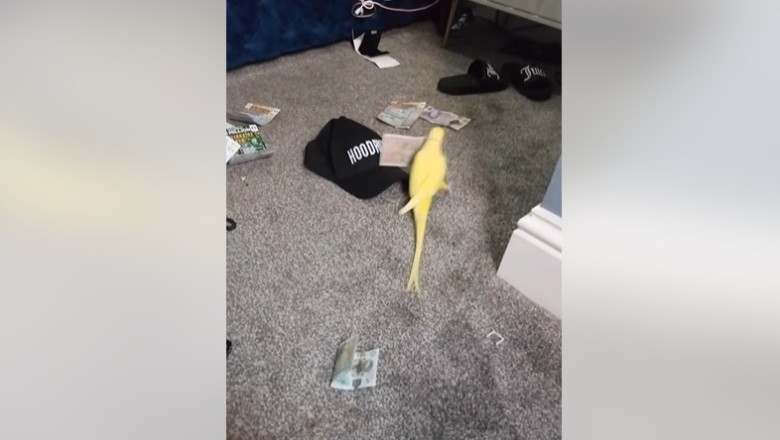 un papagal vorbitor i a ajutat pe politisti sa bage in inchisoare o retea de traficanti de droguri din marea britanie 6894982042b67