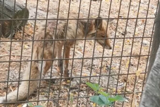 video imagini revoltatoare la gradina zoologica valcea vulpe in stare grava slaba fara ingrijire medicala ce spun autoritatile locale 688ee46df0d1f
