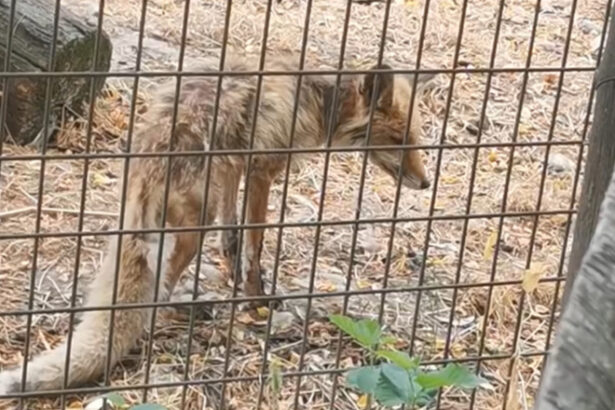 video imagini revoltatoare la gradina zoologica valcea vulpe in stare grava slaba fara ingrijire medicala ce spun autoritatile locale 688ee46df0d1f