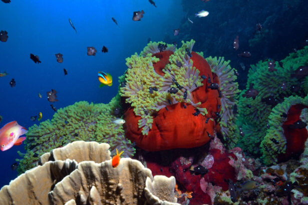 video marea bariera de corali sufera cel mai grav declin din istorie 689305ebc3167