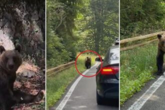 video ursii din romania au ajuns in presa internationala ce scrie new york times despre animalele care seamana teroare in satele de munte 68b3ca77446eb
