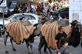 videofoto protest cu camile la budapesta fermierii trag un semnal de alarma asupra pericolului desertificarii ungariei 68950193465f2