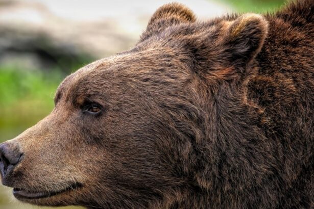 alerta de urs in judetul mures un barbat a fost atacat cum a reusit sa scape din ghearele fiarei salbatice 68c56d54ac0bb