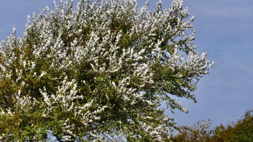 alerta meteo vant puternic si rafale de pana la 100 km h pana duminica seara 68c51c07662b9