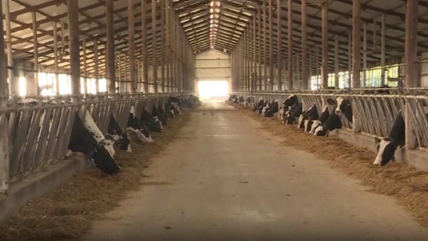 alerta sanitara focar de rabie intr un intreg judet din romania 68d8f83dc17cf