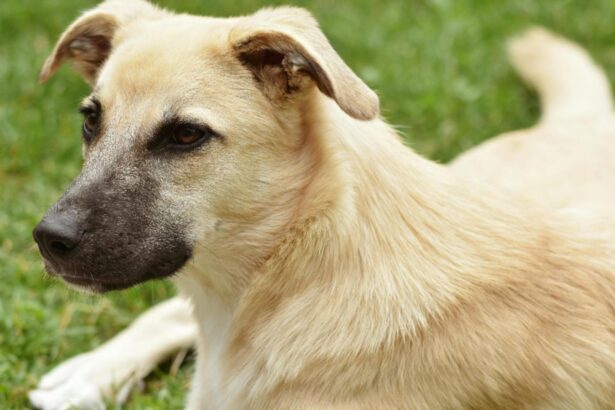 barbat din brasov retinut de politisti pentru ca ar fi ucis cu intentie un caine este acuzat ca a lovit cu bestialitate animalul 68bd784fa3cb0