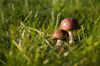 barbat lovit in cap in urma unui scandal legat de locul de cules ciuperci agresorul retinut de politisti 68d8244e39942