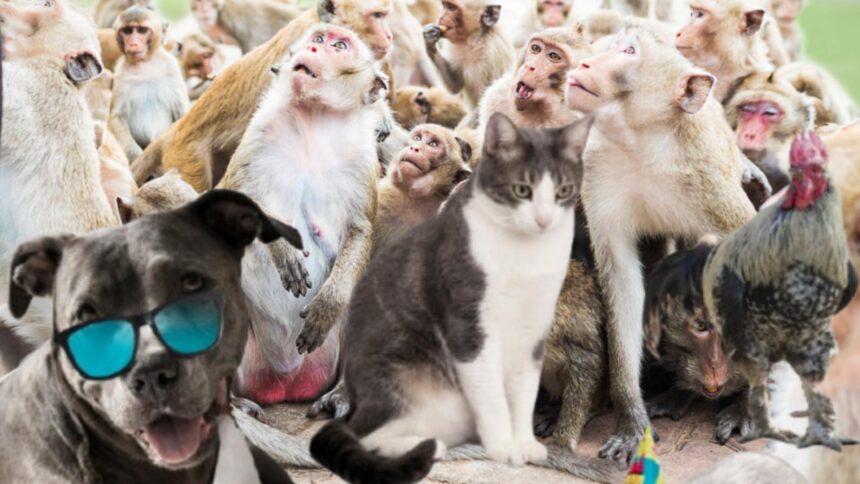 cel mai betiv animal din lume consuma echivalentul unei halbe de bere pe zi si tot nu se satura 68cbffb45f979