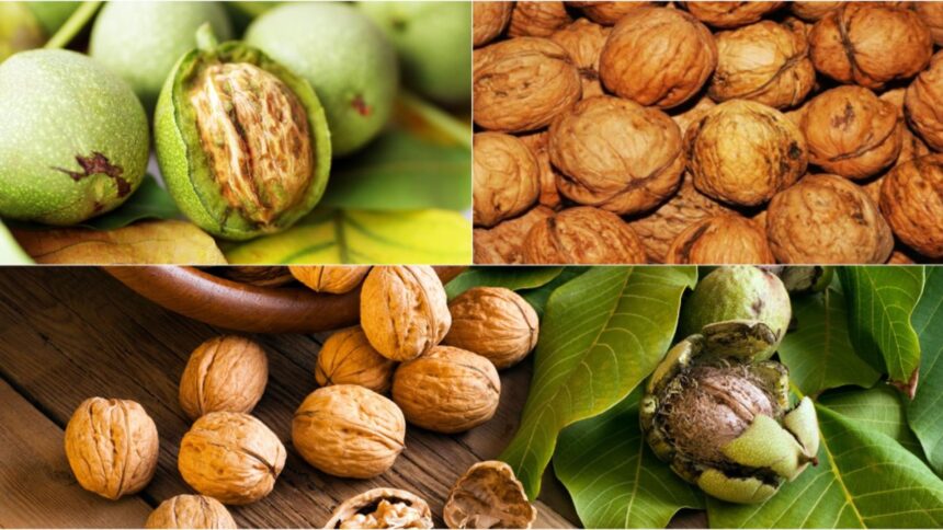 cum sa usuci nucile proaspat culese ca sa nu mucegaiasca metodele traditionale pe care bunicii le foloseau 68dad1dca777e