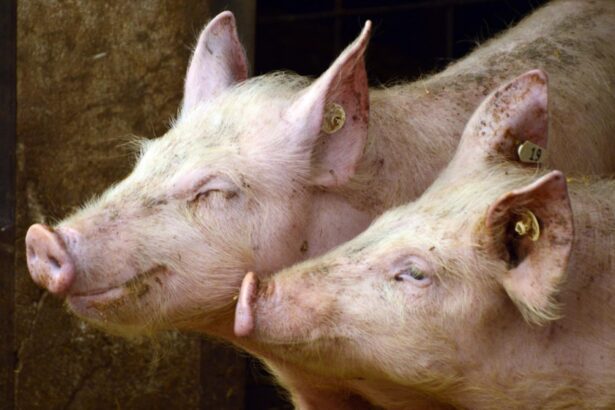 doar 10 din carnea de porc este romaneasca expertii se asteapta la noi scumpiri cat am putea ajunge sa platim de craciun 68d78d1a7966a