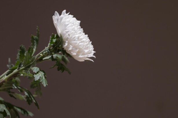 doliu in sport a incetat din viata ion jianu ambasador al clubului universitatea craiova 68da852dd69a3