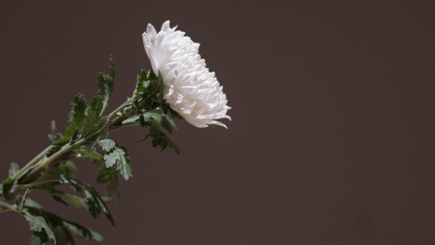 doliu in sport a incetat din viata ion jianu ambasador al clubului universitatea craiova 68da852dd69a3