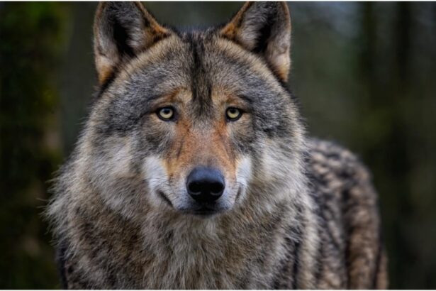 panica pe o plaja din halkidiki o fetita in varsta de 5 ani a fost atacata de un lup 68ca34644ad85