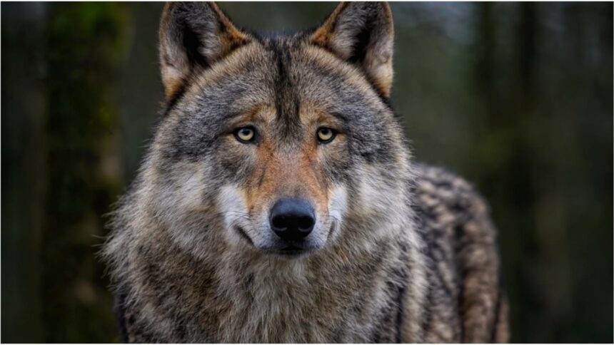 panica pe o plaja din halkidiki o fetita in varsta de 5 ani a fost atacata de un lup 68ca34644ad85