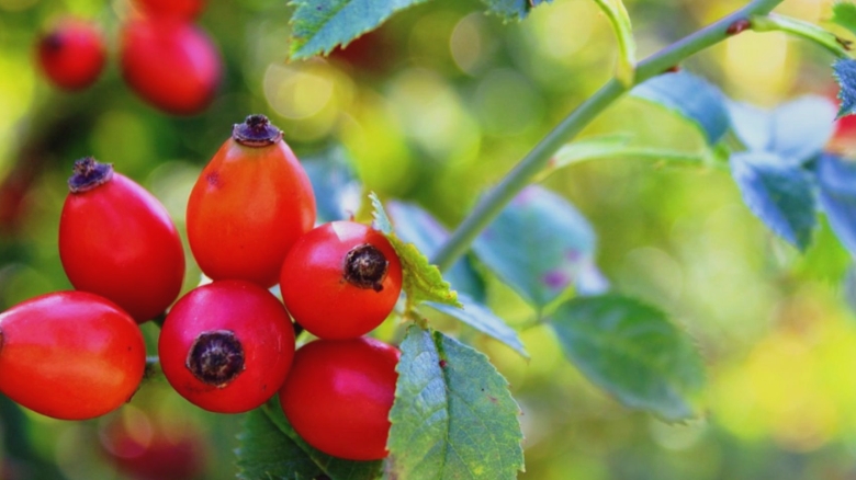 planta medicinala a lunii septembrie cu beneficii remarcabile pentru sanatate 68b7f12f66b7c