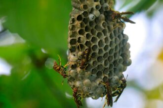 turistii in pericol pe una dintre cele mai cautate insule din grecia din cauza invaziei de viespi 68c2b14bc7c6f