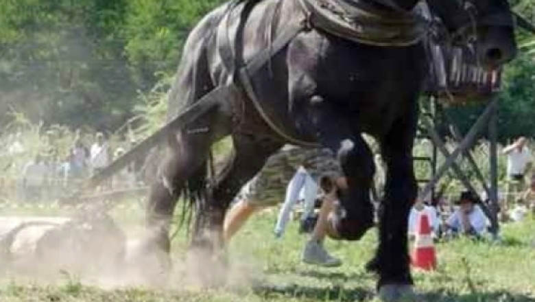 un judet din romania interzice concursurile cu cai care trag diferite greutati prevenim cruzimea fata de animale 68c3b61dd1015