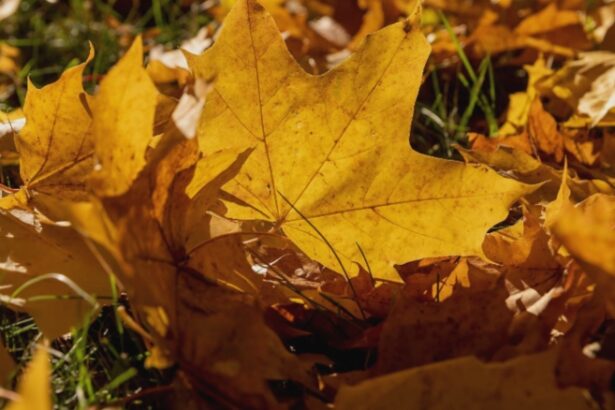 val de caldura persistent bucurestiul si mai multe judete din tara sub cod galben de canicula marti si miercuri 68b6a8a029260