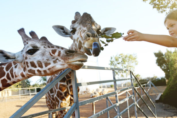 video efectul omului asupra animalelor la zoo care sunt animalele care se bucura ca ne vad dar si cele deranjate de prezenta vizitatorilor 68d85dbf0bad2