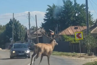 video un cerb a intrat intr o localitate din calarasi unde a provocat haos pe sosea animalul ulterior a fost scos din canalul de irigatii 68d36e5a3cd5b