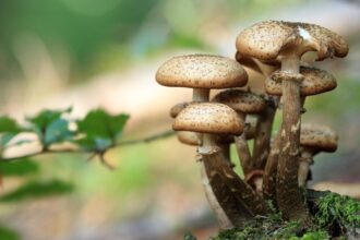 alerta medicala la vaslui un minor de 11 ani a decedat iar trei membri ai familiei au ajuns la spital s ar fi intoxicat cu ciuperci 68dcc50a70a15