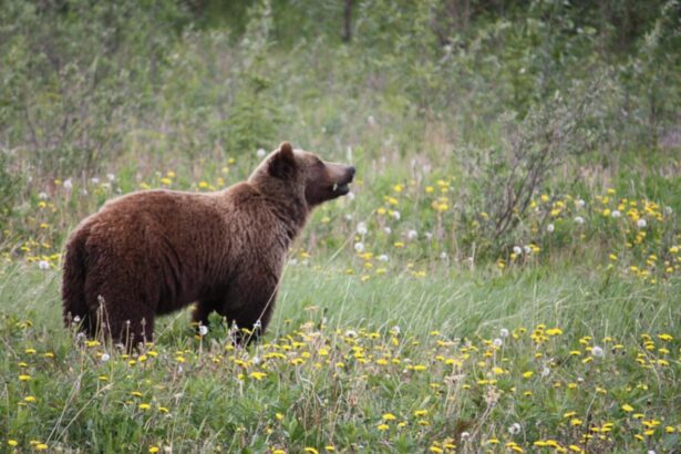 copii in pericol pe drumul spre scoala zona este frecventata de ursi parintii sunt disperati tot timpul intreb unde sunt cat mai fac pana acasa 68df66c15e1b8