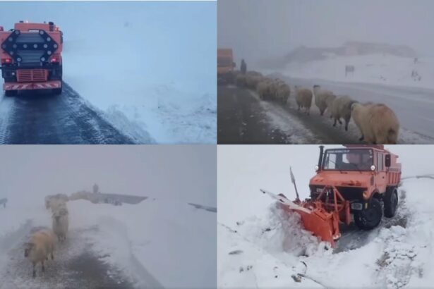 drumarii intervin pe transalpina se creeaza un culoar pentru crescatorii de animale blocati in zona video 68e7778560889