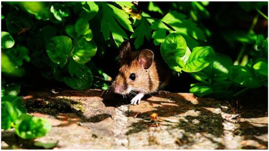 metoda simpla ieftina si eficineta care te sapa de soareci nu o sa ai nevoie de otrava 68e62e6b510f3