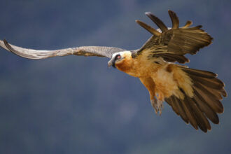 muzee naturale ascunse in stanci artefacte medievale in stare perfecta descoperite in cuiburile vulturilor din spania 68f463ce6eea1