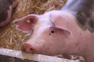 romanii se pregatesc din timp pentru craciun porcii se rezerva deja iar pretul carnii ar putea creste pana in decembrie 68e9720304e2c