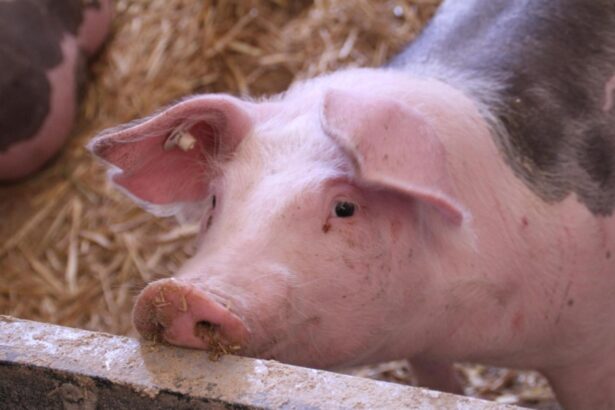 romanii se pregatesc din timp pentru craciun porcii se rezerva deja iar pretul carnii ar putea creste pana in decembrie 68e9720304e2c